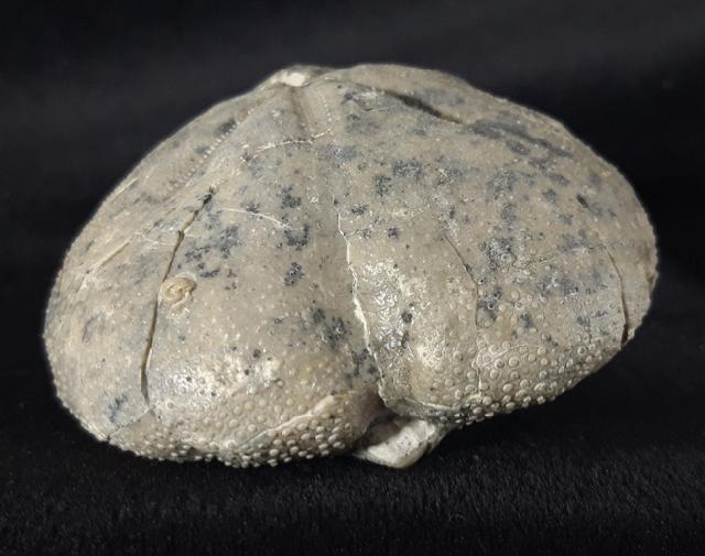 Micraster cf. schroederi STOLLEY 1891 - Bild &copy; FossNet FossilienStore